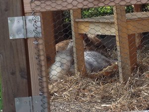 Bunny (klein).JPG Bunny (klein).JPG