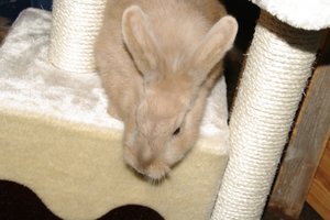 Teddy (klein).JPG Teddy (klein).JPG