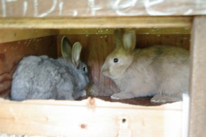 Charly&Teddy (klein).JPG Charly&Teddy (klein).JPG