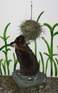 TB bubi4.JPG TB bubi4.JPG