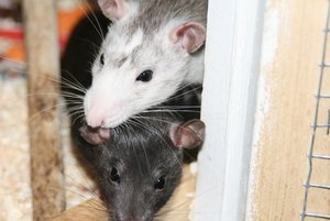 IMG_0025 (640x427).jpg IMG_0025 (640x427).jpg