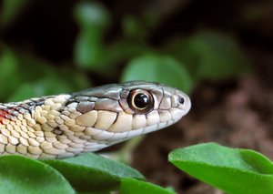 Tf NextTopPet Flecki 04.JPG