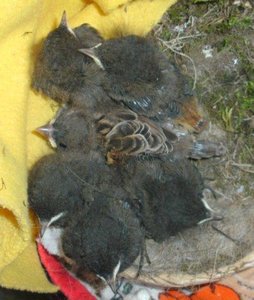 5 Rotschwänze plus S KB.jpg