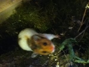 Lola 003.jpg Lola 003.jpg