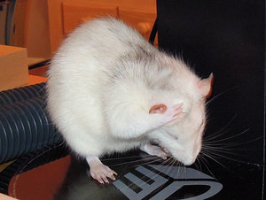 putzen.jpg putzen.jpg