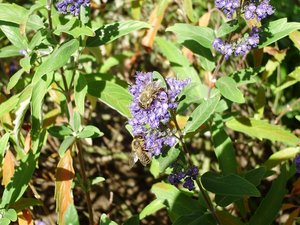 Bienen im Garten 1.jpg