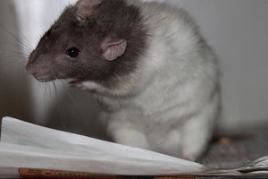 Sunny verkl..jpg Sunny verkl..jpg