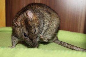 IMG_5547.jpg IMG_5547.jpg