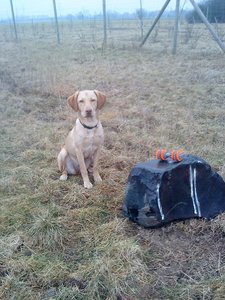 Leika Befehl Bleib.JPG