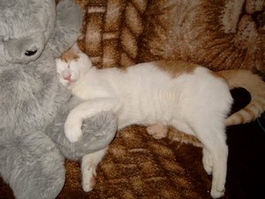 Max Kater mit seinem teddy.JPG