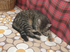 Carli schwanzbild.jpg