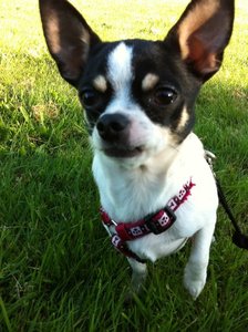 578095_351079044958943_100001705522467_898474_699545891_n.jpg 578095_351079044958943_100001705522467_898474_699545891_n.jpg