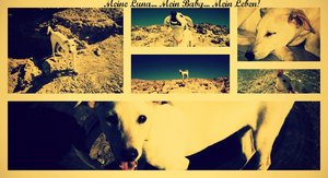 PicMonkey Collage.jpg