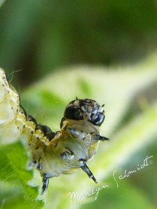 DSCF0925wa.jpg DSCF0925wa.jpg