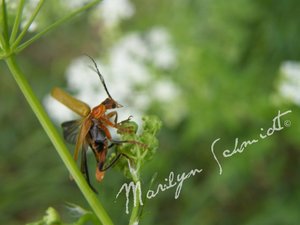 DSCF0936wa.jpg DSCF0936wa.jpg