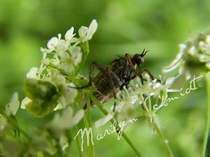 DSCF0949wa.jpg DSCF0949wa.jpg