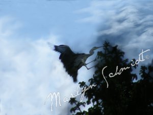 DSCF1102awb.jpg DSCF1102awb.jpg