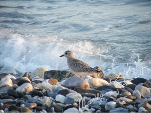 DSCF3851a.jpg DSCF3851a.jpg