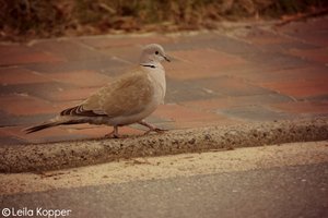 IMG_2767.JPG IMG_2767.JPG