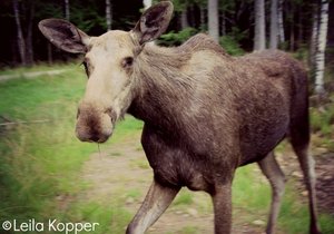 44289_430355249724_599084724_4800666_3368716_n.jpg 44289_430355249724_599084724_4800666_3368716_n.jpg