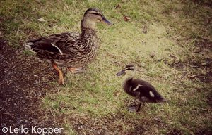 44289_430355259724_599084724_4800668_6050681_n.jpg 44289_430355259724_599084724_4800668_6050681_n.jpg