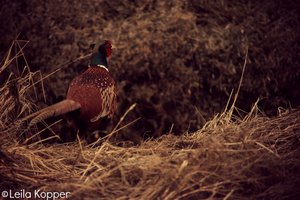 IMG_2852.JPG IMG_2852.JPG