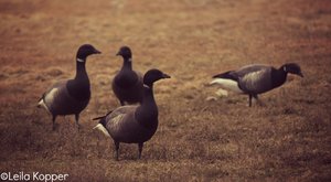 IMG_2896.JPG IMG_2896.JPG