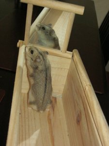 EItler Krümel 005.JPG