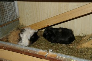 Hexe&Fibi (klein).JPG