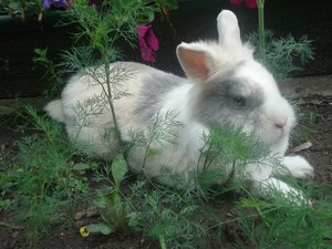 Favorit.JPG Favorit.JPG