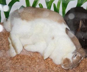 tb tiffy53.JPG tb tiffy53.JPG