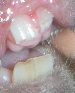 Dicki mit gebrochenem Zahn1.jpg