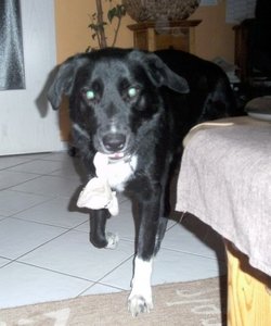 PICT0011neu.jpg PICT0011neu.jpg