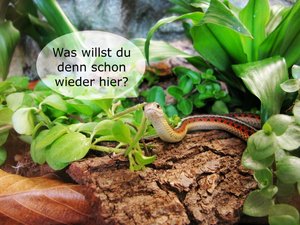 Tf NextTopPet Flecki 05.JPG