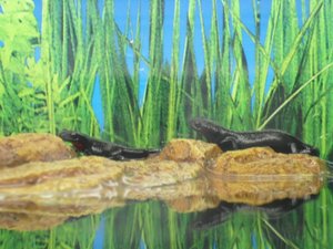 CIMG1065 (800x600) (800x600).jpg CIMG1065 (800x600) (800x600).jpg