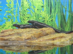 CIMG1070 (800x600).jpg CIMG1070 (800x600).jpg