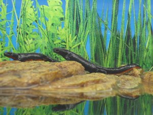 CIMG1069 (800x600) (800x600).jpg CIMG1069 (800x600) (800x600).jpg