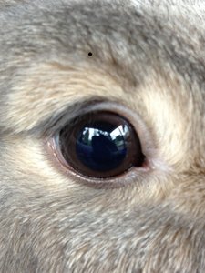 Charlys Auge (klein).JPG