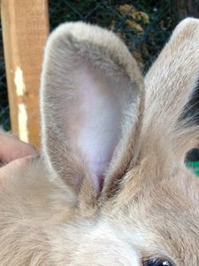 Teddys Ohr (klein).JPG