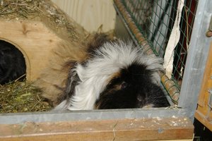 Fibi bettelt (klein).JPG