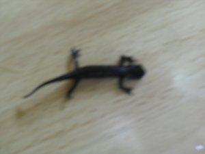 CIMG1080 (800x600).jpg CIMG1080 (800x600).jpg