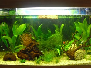 CIMG1079 (800x600).jpg CIMG1079 (800x600).jpg