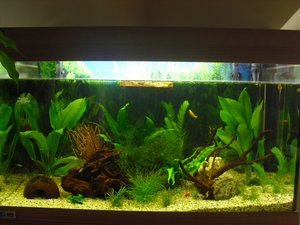 CIMG1078 (800x600).jpg CIMG1078 (800x600).jpg