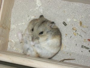 Krümle im Sand 003.JPG