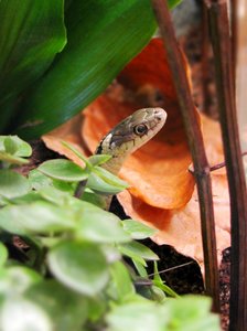 Tf NextTopPet Flecki 06.JPG