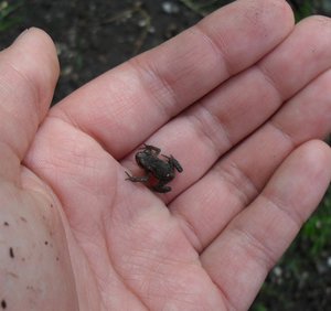 KrÃ¶te-Frosch 2.JPG