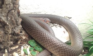 IMAG0135.jpg IMAG0135.jpg