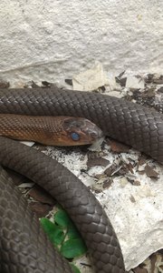 IMAG0136.jpg IMAG0136.jpg