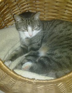 tiger bad 2.jpg tiger bad 2.jpg