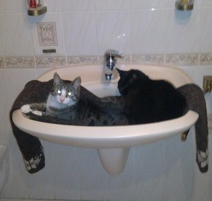 tiger bad.jpg tiger bad.jpg